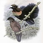 John Gould